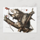 Suche nach opossum postkarten Säugetier