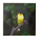 Suche nach vogelbeobachtung fliesen Wild lebende tiere