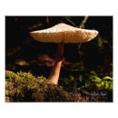 Suche nach kiemen poster Pilz