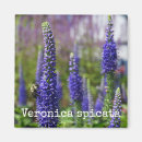 Suche nach bienen magnete Botanisch