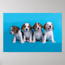 Suche nach kleiner blauer hund poster Hunde