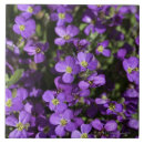 Suche nach fliedern fliesen Lila