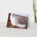 Suche nach persische katze karten Fotografie