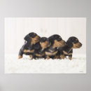 Suche nach babytiere poster Kleintiere