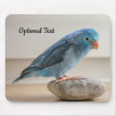 Suche nach grüner papagei mousepads Bunt
