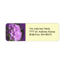 Suche nach phlox Rosa