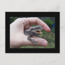 Suche nach eidechse postkarten Tierwelt