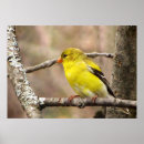 Suche nach goldfink poster Finch