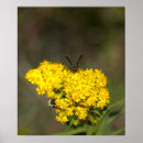 Suche nach wespe poster Fotografie