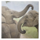 Suche nach indischer elefant fliesen India