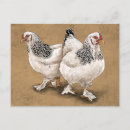 Suche nach brahma postkarten Huhn
