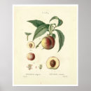 Suche nach prunus poster Botanik