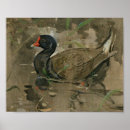 Suche nach vogelbilder poster Vintage vogelkunst