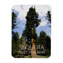 Suche nach sequoia magnete Souvenir