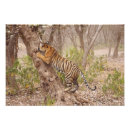 Suche nach bengal tiger poster Tigris
