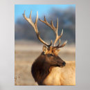 Suche nach huftiere poster Elch