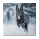 Suche nach wölfe im schnee fliesen Hund