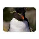 Suche nach rechnung magnete Vogelvogel