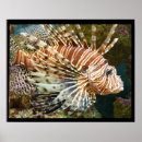 Suche nach salzwasserfische poster Meereslebewesen