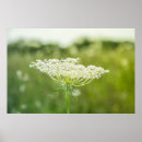 Suche nach 36 x 24 poster Blume