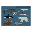 Suche nach meeressäugetiere poster Tierwelt