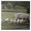 Suche nach schwein fliesen Tier