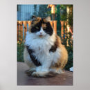 Suche nach turkish poster Katze