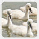 Suche nach cygnet aufkleber Schwäne