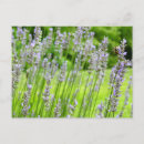 Suche nach gartenarbeit postkarten Lila