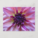 Suche nach shades postkarten Blume