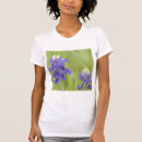Suche nach texasbluebonnet Flora