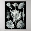 Suche nach vintage muschel poster Mollusken