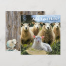 Suche nach sheep karten Schafe