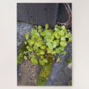 Suche nach regentropfen puzzle Pflanze