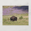 Suche nach amerikanischer bison poster Im freien
