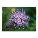Suche nach distel postkarten Pflanze