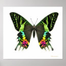 Suche nach moth poster Schmetterling