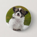 Suche nach chihuahua buttons Niedlich