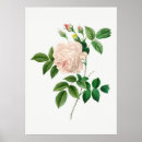 Suche nach antike botanische illustration poster Vintag