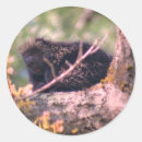 Suche nach porcupine aufkleber Tier