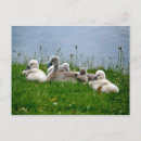 Suche nach swans postkarten Niedlich