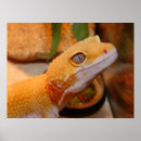Suche nach lizard poster Reptile