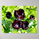 Suche nach vintage tulpen poster Holland