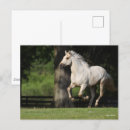 Suche nach lusitano postkarten Tier