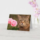 Suche nach tigerkatze karten Kitty