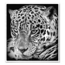 Suche nach schwarzer jaguar poster Katze