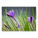 Suche nach krokusse postkarten Lila