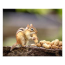 Suche nach chipmunk foto poster Natur