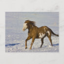 Suche nach reitsport postkarten Tier