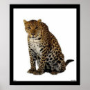 Suche nach leoparden poster Natur